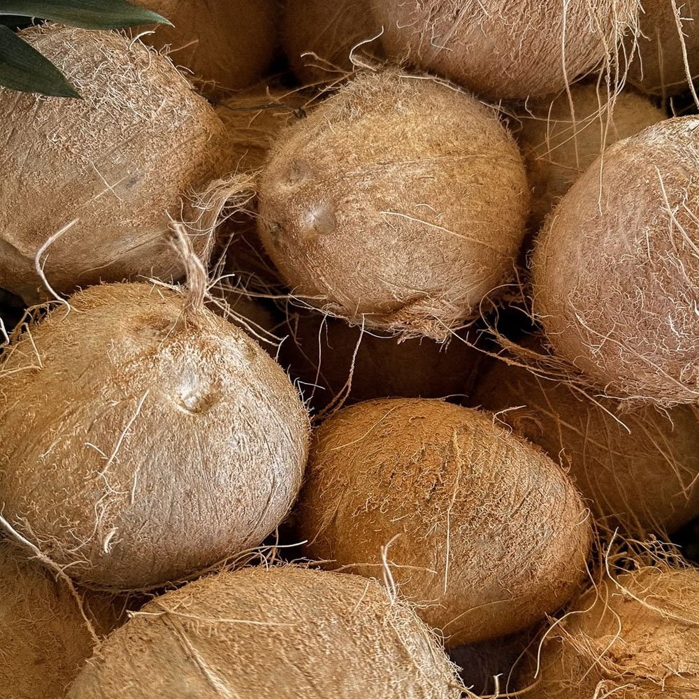 Coconut Image