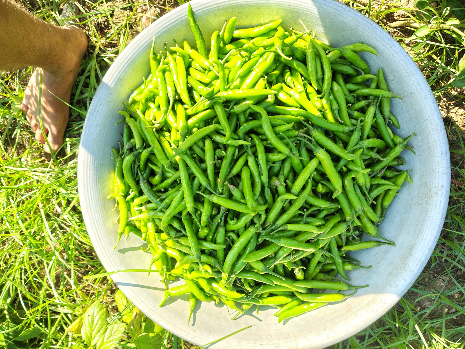 Green Chilli Image