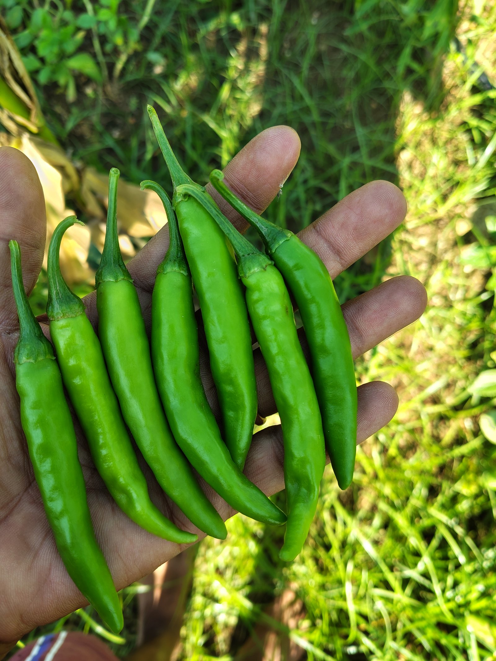 Green Chilli - Additional View